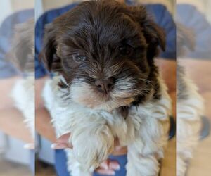 Havanese Puppy for sale in POST FALLS, ID, USA