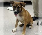 Small Boxer Mix