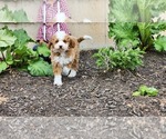 Puppy Teddy Cavapoo