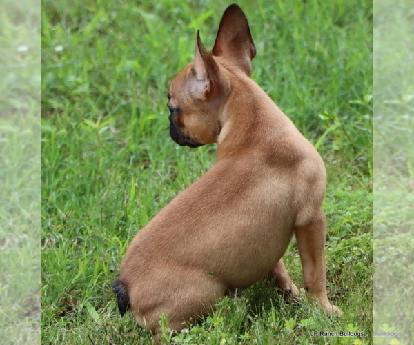Medium Photo #13 French Bulldog Puppy For Sale in WINNSBORO, TX, USA