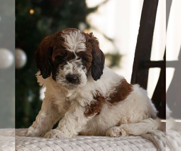 Medium Photo #3 Bernedoodle (Miniature) Puppy For Sale in NEW HOLLAND, PA, USA