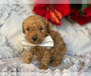 Poodle (Toy) Puppy for sale in LANCASTER, PA, USA