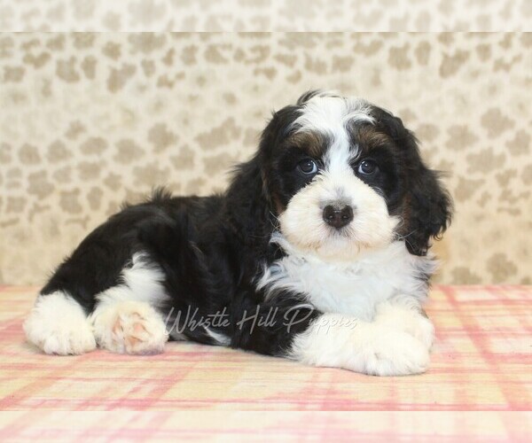 Medium Photo #2 Miniature Bernedoodle Puppy For Sale in DENVER, PA, USA