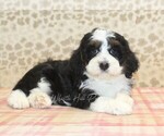 Small #1 Miniature Bernedoodle