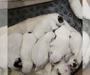 Australian Cattle Dog Puppy for sale in PUYALLUP, WA, USA