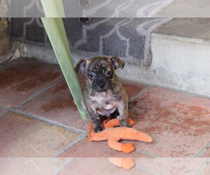 Alfalfa - Male Chihuahua-Unknown Mix Dog for Adoption - Photo #8