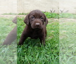 Puppy Dolly Labrador Retriever