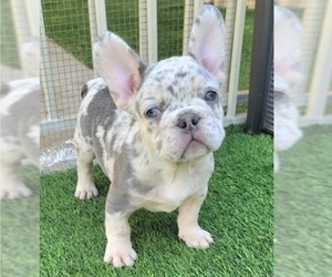 French Bulldog Puppy for sale in LAS VEGAS, NV, USA