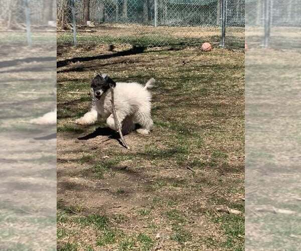 Medium Photo #5 Poodle (Miniature) Puppy For Sale in HADDAM, KS, USA