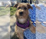 Small Photo #2 Silky Terrier-Unknown Mix Puppy For Sale in Dahlgren, VA, USA