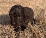 Small #2 Boykin Spaniel-Goldendoodle Mix