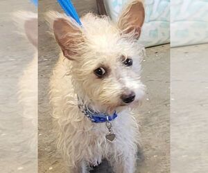 Cairn Terrier-Unknown Mix Dogs for adoption in Carrollton, TX, USA