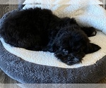 Small Photo #11 Pekingese-Poodle (Toy) Mix Puppy For Sale in ZEBULON, NC, USA