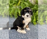 Small Photo #2 Miniature Bernedoodle Puppy For Sale in SUGARCREEK, OH, USA