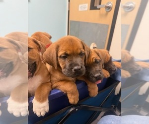 Anatolian Mastiff-Cane Corso Mix Litter for sale in VANCOUVER, WA, USA