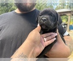 Small #10 Cane Corso-Rottweiler Mix