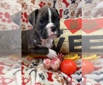 Small #8 Boxer