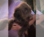 Small Photo #1 Labradoodle Puppy For Sale in TALKING ROCK, GA, USA