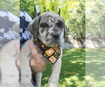 Puppy 7 Daniff-Neapolitan Mastiff Mix