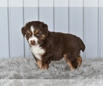 Small #2 Miniature Australian Shepherd