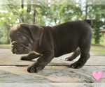Image preview for Ad Listing. Nickname: Frenchie Reduce