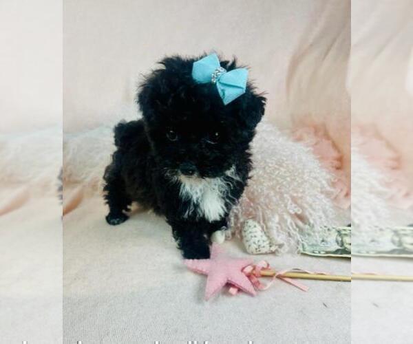 Medium Photo #17 Poodle (Toy) Puppy For Sale in AVONDALE ESTATES, GA, USA