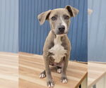 Small #1 American Pit Bull Terrier Mix