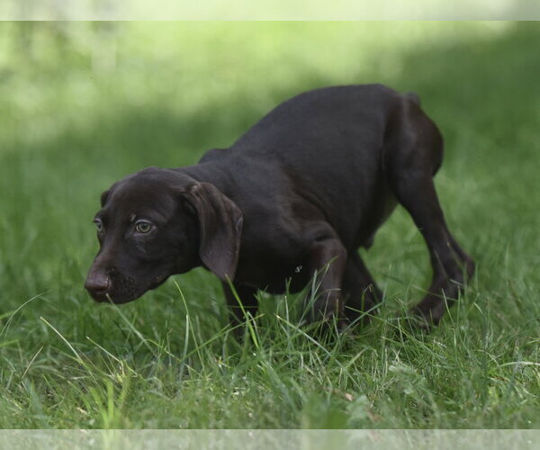 Medium Photo #12 Chocolate Labrador retriever-Pointer Mix Puppy For Sale in Mechanicsburg, PA, USA