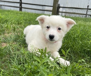 Australian Cattle Dog Puppy for sale in GAP, PA, USA