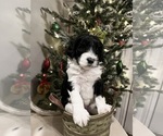 Small Photo #5 Double Doodle Puppy For Sale in KEARNEY, MO, USA