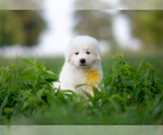 Small #4 Great Pyrenees