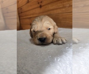 Goldendoodle Puppy for sale in WILLIAMSTOWN, KY, USA