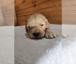 Image preview for Ad Listing. Nickname: Butterscotch