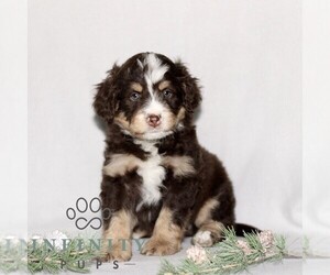 Bernedoodle (Miniature) Puppy for sale in GORDONVILLE, PA, USA
