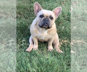 Mother of the French Bulldog puppies born on 09/08/2019