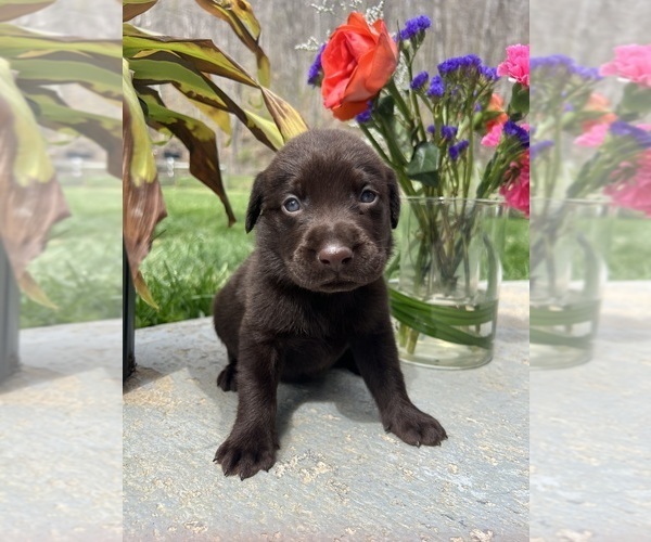 Medium Photo #8 Labrador Retriever Puppy For Sale in NEOLA, WV, USA