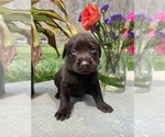 Small #7 Labrador Retriever