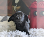 Small #2 Chihuahua Mix