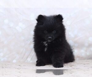 Pomeranian Puppy for sale in MARIETTA, GA, USA