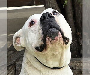 Bulldog Dogs for adoption in Albuquerque, NM, USA