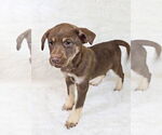 Small #7 Siberian Husky Mix