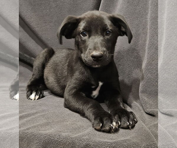 Medium Photo #6 Labrador Retriever-Unknown Mix Puppy For Sale in Corinth, MS, USA