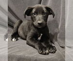 Small #5 Labrador Retriever Mix