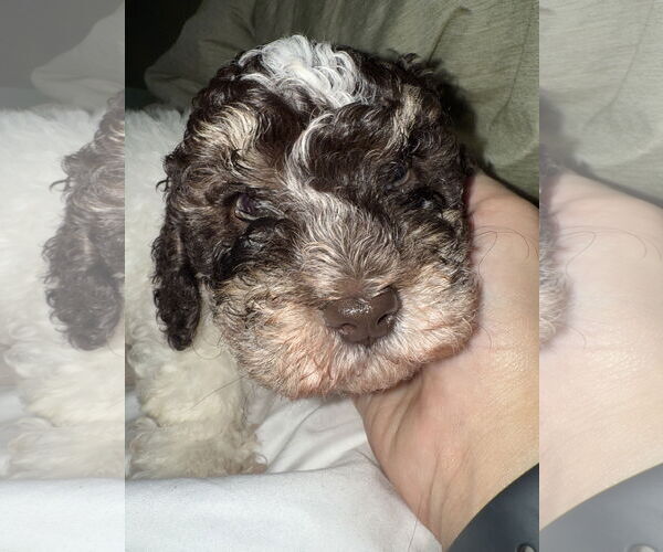 Medium Photo #2 Poodle (Miniature) Puppy For Sale in Mobile, AL, USA