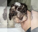 Small #1 Poodle (Miniature)