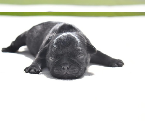Medium Photo #2 Pug Puppy For Sale in PALM COAST, FL, USA