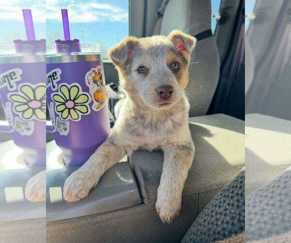 Medium Photo #1 Australian Shepherd-Unknown Mix Puppy For Sale in Grafton, WI, USA