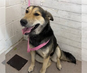 German Shepherd Dog Dogs for adoption in San Bernardino, CA, USA