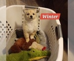Puppy Winter American Eskimo Dog-Chihuahua Mix