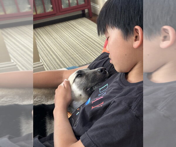 Medium Photo #4  Puppy For Sale in , 